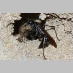 Auplopus carbonarius - Wegwespe 05a 9mm am Insektenhotel - beim Lehm holen.jpg